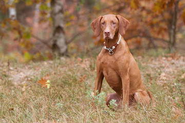 Rasseportrait einer Magyar Viszla Hündin im Herbst