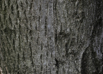gray tree bark background