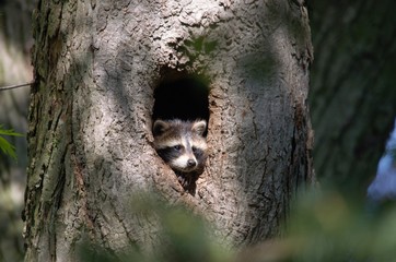 Toronto Park's Wild Life