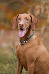 Rasseportrait einer Magyar Viszla H&uuml;ndin im Herbst
