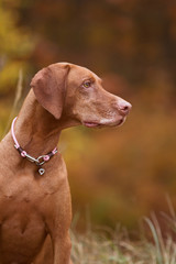 Rasseportrait einer Magyar Viszla H&uuml;ndin im Herbst