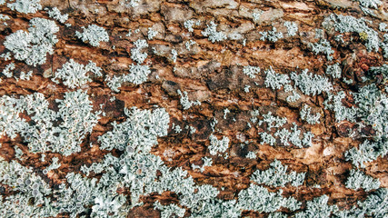 Wood with fungus background