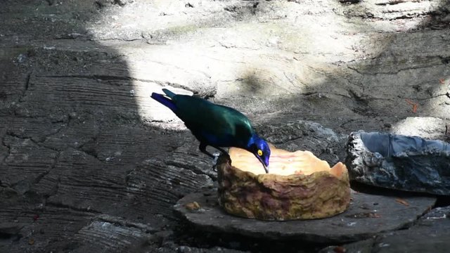 Asian glossy starling bird (Aplonis panayensis) eating food on the groud in a tropical rainforest. 