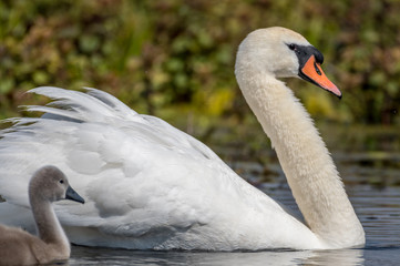 Isolated beautiful family of mute swans, parents and youngsters in the wild- Danube Delta Romania