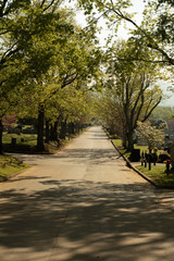 Tree Lined Street next to Cemetery