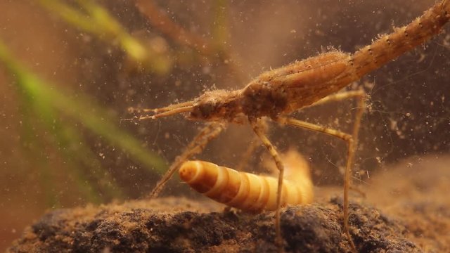 Damselfly nymph (Ischnura denticolis) eating a mealworm larvae (Tenebrio molitor), , mexican odonata