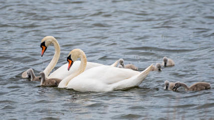 Isolated beautiful family of mute swans, parents and youngsters in the wild- Danube Delta Romania