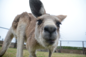 Fototapeta premium kangaroo