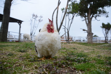 chicken