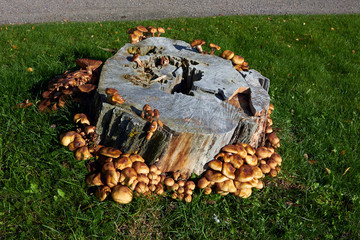 tree stump decaying by mushroom