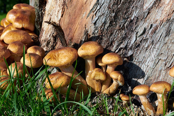 tree stump decaying by mushroom