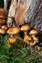 tree stump decaying by mushroom