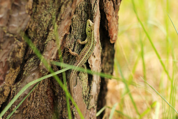 Lizard on a tree in the forest