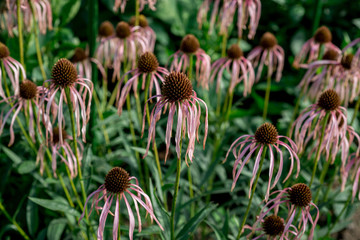 Echinacea purpurea flower faded in the garden