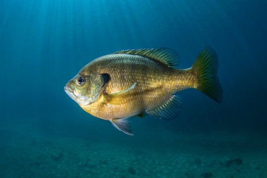 bluegill wallpaper