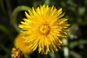 close-up of a dandelion flower from above