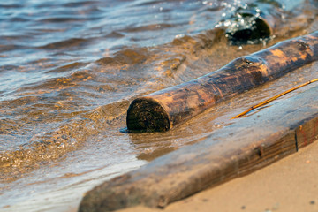 shoreline with stranded logs