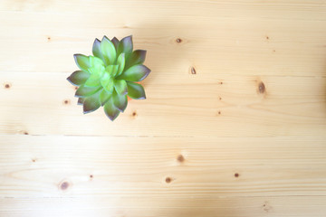 echeveria top view on wood table decoration