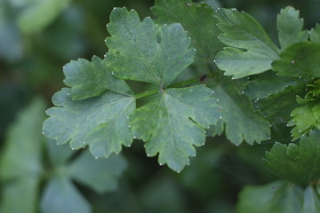 Solid green celery background