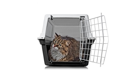 Funny maine coon cat sitting in a open pet carrier and looking curious outside.