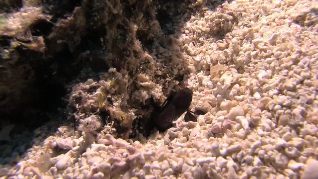 signal blenny's sex appeal