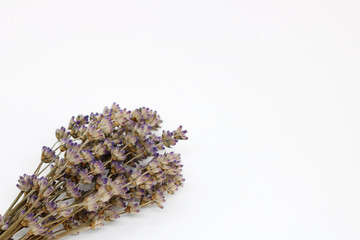 bouquet of dry lavender on a white background. space for text