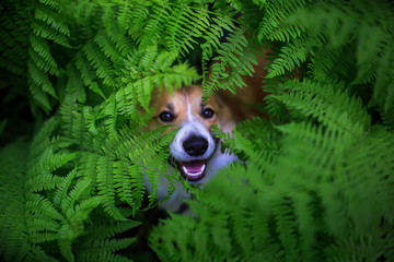 red corgi dog puppy walks in the park and hid in the thick leaves of a fern and stuck out one nose