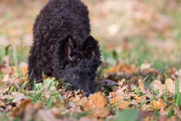 Hund Hundefotoshooting mit einem seltenen Mudi Welpen Rassehund schwarz locken schnüffelt am Boden