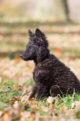 Hundefotoshooting mit einem seltenen Mudi Welpen