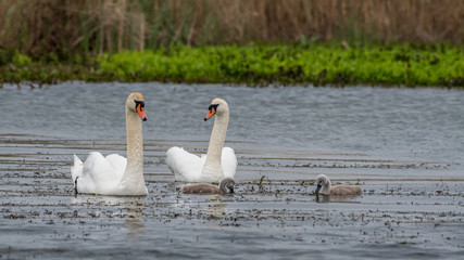 Isolated beautiful family of mute swans, parents and youngsters in the wild- Danube Delta Romania