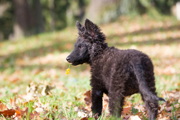 Hund Hundefotoshooting mit einem seltenen schwarzen Mudi Welpen