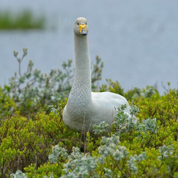 Whooper swan (Cygnus cygnus), standing in Arctic willow (Salix arctica), Southern Region, Iceland, Europe