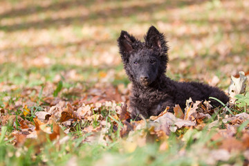 Hundefotoshooting mit einem seltenen Mudi Welpen