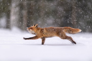 Red fox running on snowy landscape