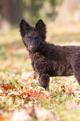 Hundefotoshooting mit einem seltenen Mudi Welpen