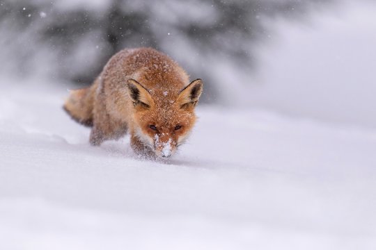 Red fox (Vulpes vulpes), runs in snow with snowfall, Sumava National Park, Bohemian Forest, Czech Republic, Europe