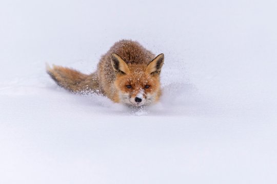 Red fox (Vulpes vulpes), jumping in deep snow with snowfall, Sumava National Park, Bohemian Forest, Czech Republic, Europe