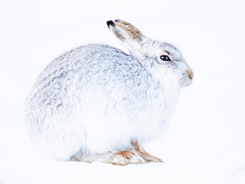 Mountain hare (Lepus timidus) sits in the snow, winter fur, Highlands, Scotland, Great Britain