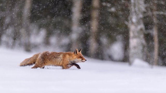 Red fox (Vulpes vulpes), runs in snow with snowfall, Sumava National Park, Bohemian Forest, Czech Republic, Europe
