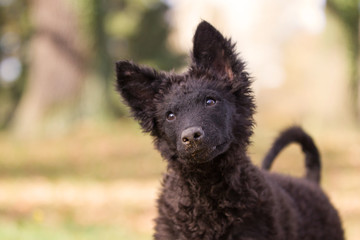 Hundefotoshooting mit einem seltenen kleinen niedlichen Mudi Welpen; Ungarischer Hund, aufmerksamer...