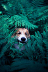 funny red corgi dog puppy walks in the park and hid in the thick leaves of a fern and stuck out one nose