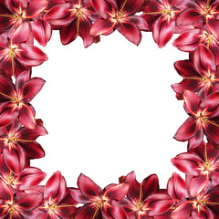 Beautiful floral background of burgundy lilies. Isolated