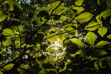 Blackforest Leafs