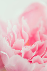 Macro photography of pink peony. The concept of Nature beauty and blossom.