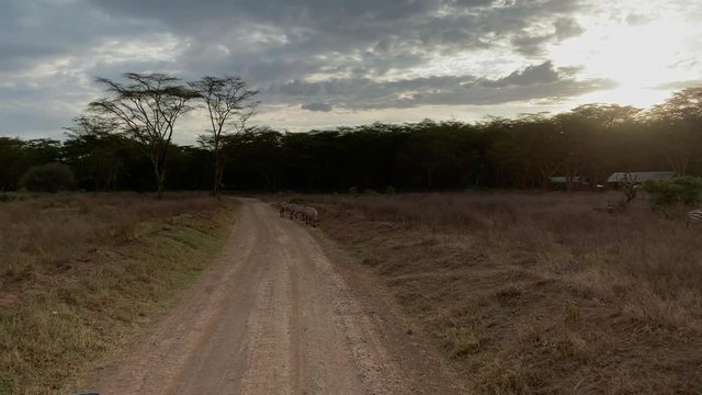 Zebras on a road in Maasai Mara National Reserve at dusk