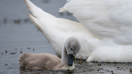 Isolated close up of mute swan youngsters in the wild- Danube Delta Romania