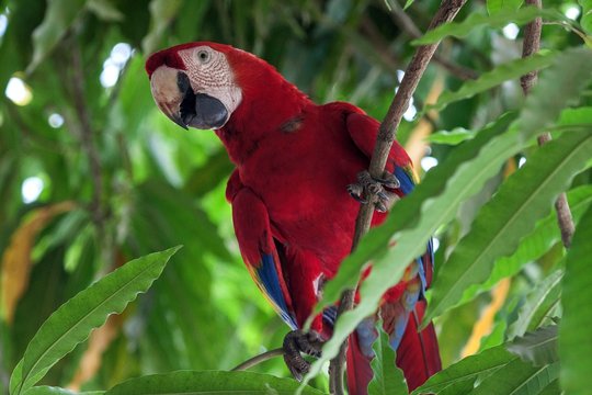 Scarlet macaw (Ara macao), sitting on a branch in a tree, Guanacaste province, Costa Rica, Central America