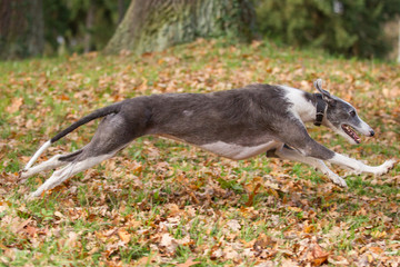Rasseportrait des hundes Galgo Espanola, Hund rennt im gestreckten Galopp durchs Herbstlaub, Sprint...
