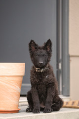 Hundefotoshooting mit einem seltenen Mudi Welpen, ungarischer Hütehund, schwarz gelockt sitzt vor...