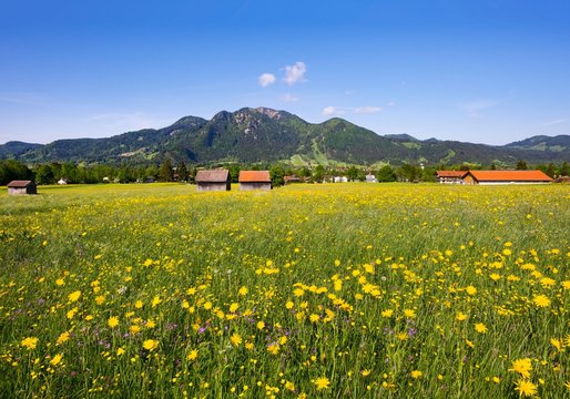 Spring meadow with Meadow Salsify (Tragopogon pratensis), Lenggries and Brauneck, Isarwinkel, Upper Bavaria, Bavaria, Germany, Europe